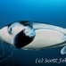ray_manta_man_nmal_h_0131_mal2608.jpg